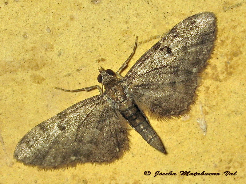 Eupithecia tantillaria? Eupithecia sp. - Geometridae